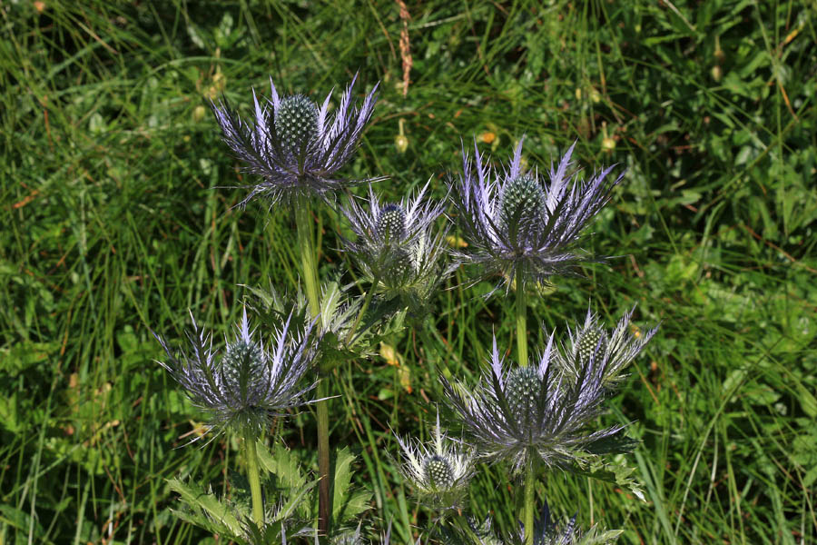 Možina
Letos je alpske možine v izobilju.
Ključne besede: alpska možina eryngium alpinum