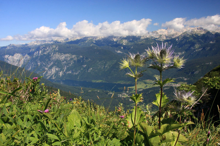 Bohinjska kraljica
Na grebenu Lisca se "kraljica alp" takole ogleduje v jezeru. 
Ključne besede: alpska možina eryngium alpinum lisec