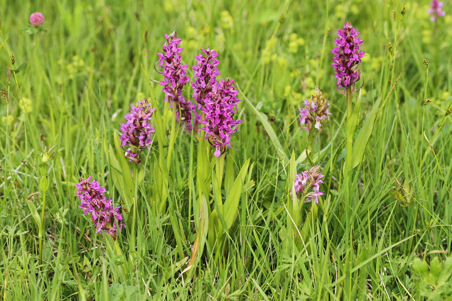 Mesnordeča prstasta kukavica
Kar po smučišču raste veliko mesnordečih prstastih kukavic. Kobla.
Ključne besede: mesnordeča prstasta kukavica dactylorhiza incarnata