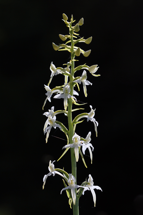 Dvolistni vimenjak
Dvolistni vimenjak posnet v proti svetlobi. Na Kobli.
Ključne besede: dvolistni vimenjak platanthera bifolia