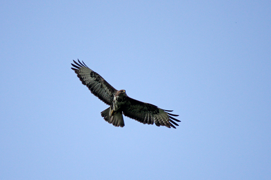 Kanja
Podobnih fotk je sicer že kar nekaj na galeriji. 
Ključne besede: kanja buteo buteo