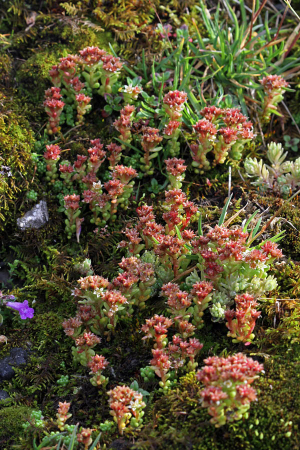 Črnikasta homulica
Črnikasta homulica v Bohinjskih planinah.
Ključne besede: črnikasta homulica sedum atratum