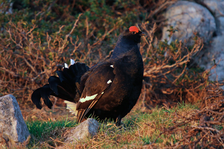 Ruševec VIII.
Ko ruševca obsije sonce je za fotografa praznik.
Ključne besede: ruševec tetrao tetrix