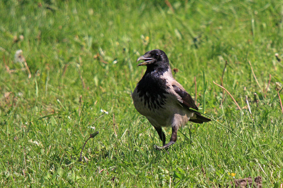 Vrana
Siva vrana na sprehodu.
Ključne besede: siva vrana corvus cornix,