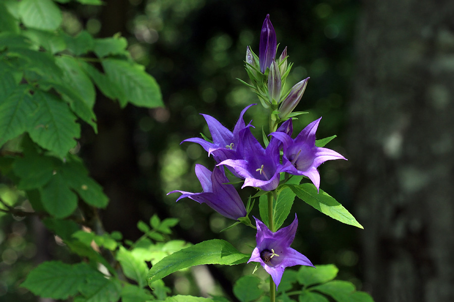 Širokolistna zvončica
Čez meter visoka rastlina. Te zvončice ne srečam nikjer drugod v Bohinju. Na planini Osredki.
Ključne besede: širokolistna zvončica campanula latifolia