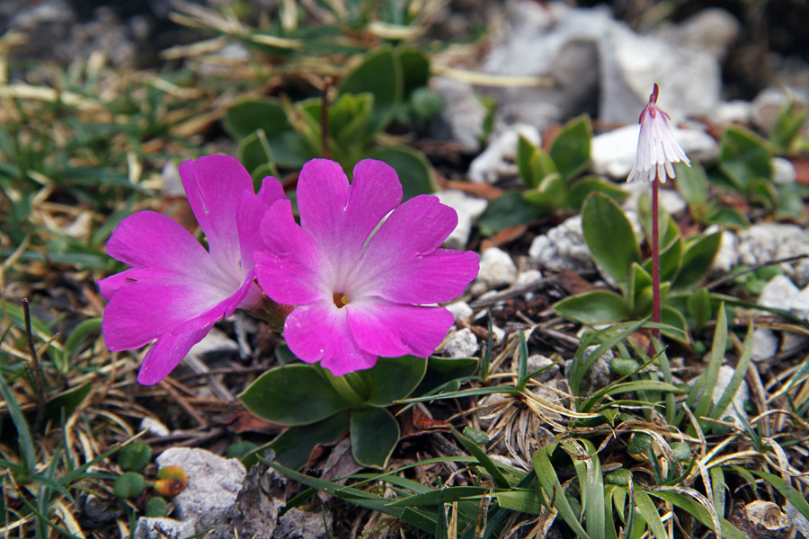 Wulfenov jeglič in najmanjši alpski zvonček
Parček na planini Poljana.
Ključne besede: wulfenov jeglič primula wulfeniana najmanjši alpski zvonček soldanella minima