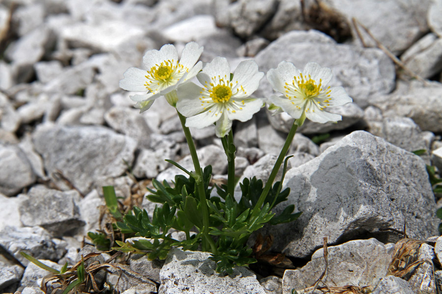 Traunfellnerjeva zlatica
Pognale so prve traunfellnerjeve zlatice. Planina Poljana.
Ključne besede: traunfellnerjeva zlatica ranunculus traunfellneri