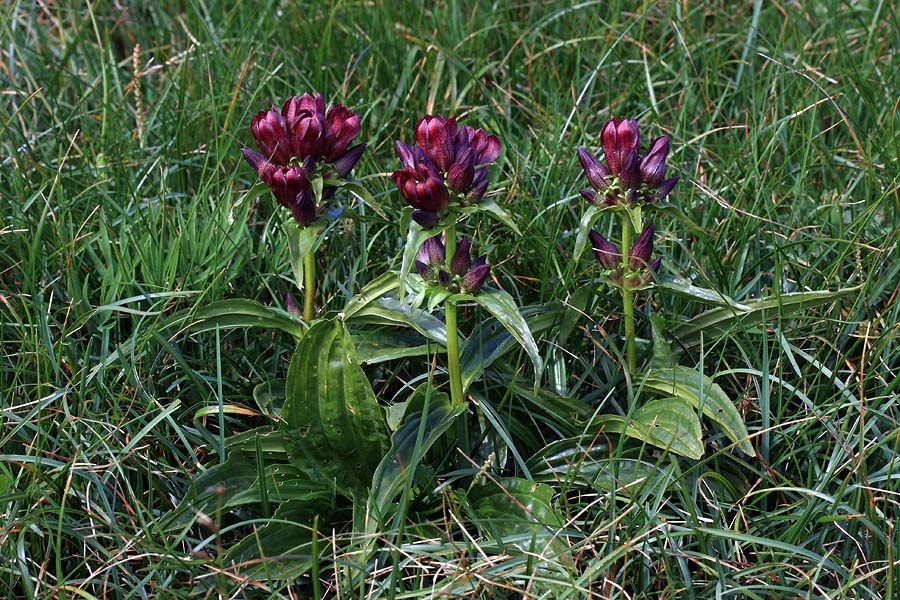 Panonski svišč
Kaj dela panonski svišč v gorah ozr. od kod njegovo ime?
Ključne besede: panonski svišč gentiana pannonica