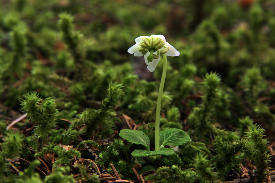 Navadna enocvetka I.
Navadna enocvetka v gozdovih na Jelovici.
Ključne besede: navadna enocvetka moneses uniflora