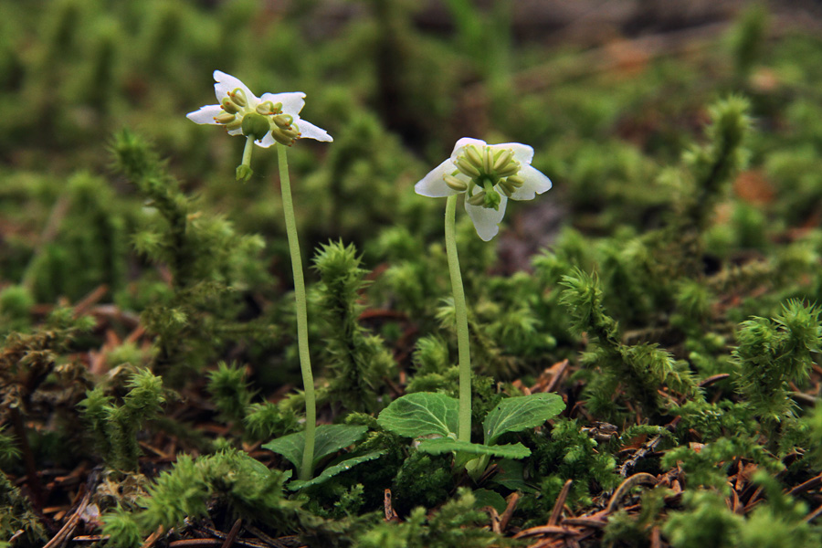 Navadna enocvetka
Navadne enocvetke z gozdov Jelovice.
Ključne besede: navadna enocvetka moneses uniflora