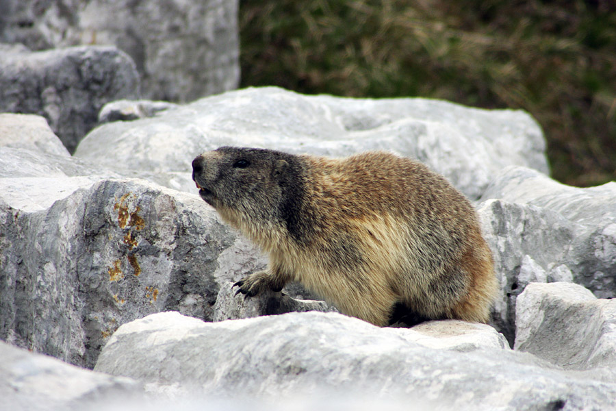 Stražar
Rezek žvižg in hop v luknjo.
Ključne besede: svizec marmota caligata