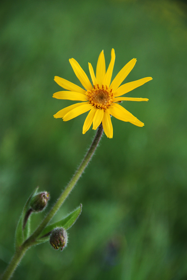 Navadna arnika
Navadna arnika na Kobli.
Ključne besede: navadna arnika arnica montana