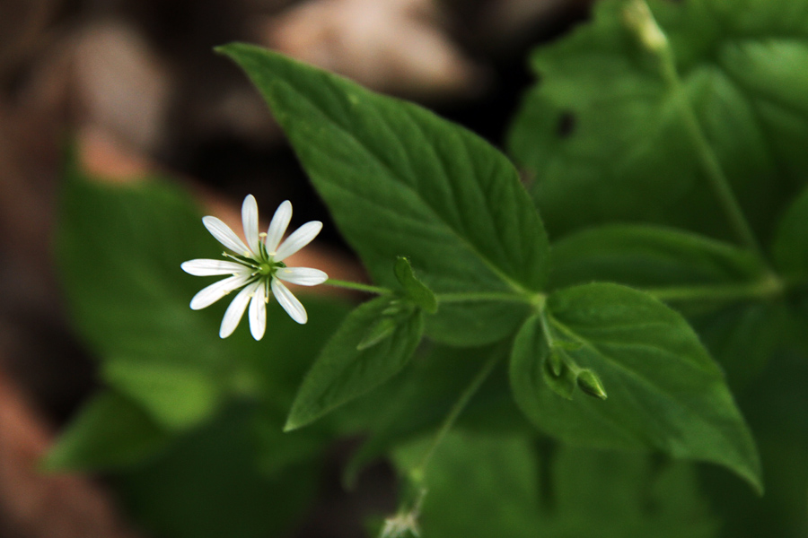 Gozdna zvezdica
Gozdna zvezdica na Kobli.
Ključne besede: Gozdna zvezdica stellaria nemorum