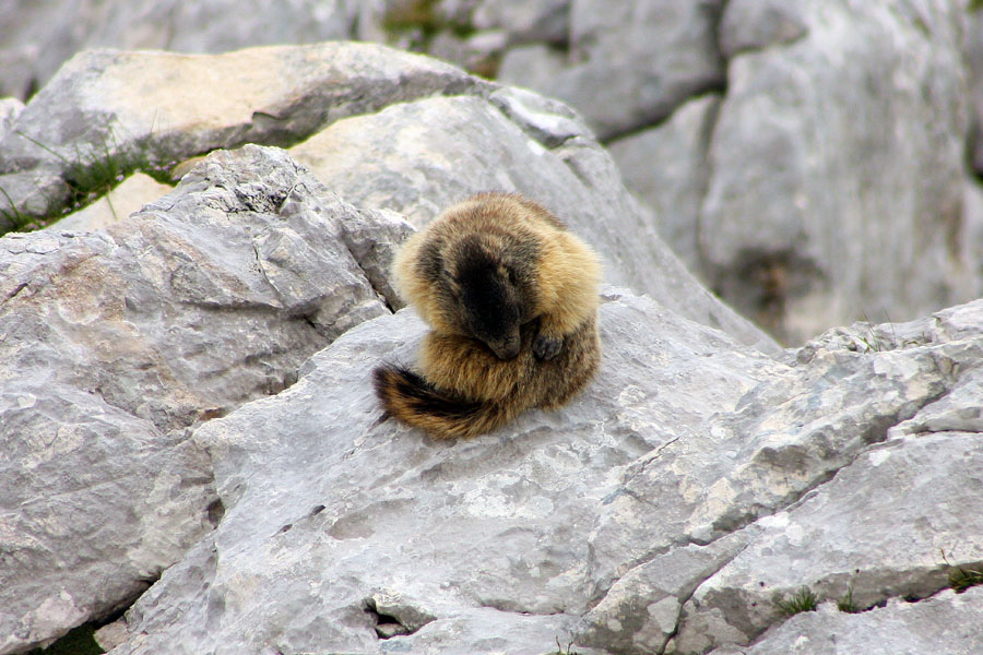 Higiena
Tudi osebna higiena pride na vrsto.
Ključne besede: svizec marmota caligata