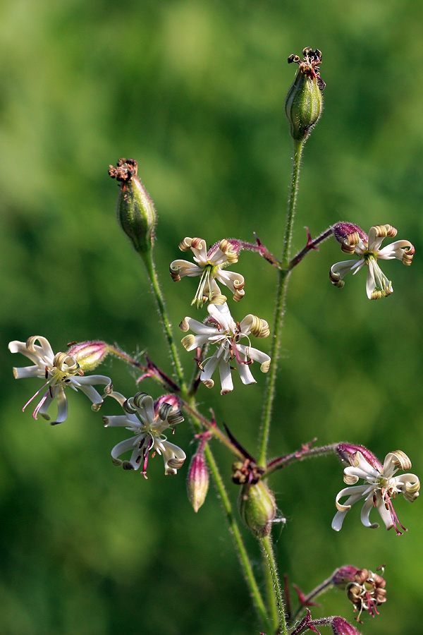 Kimasta lepnica
Kimasta lepnica na Komni
Ključne besede: kimasta lepnica silene nutans