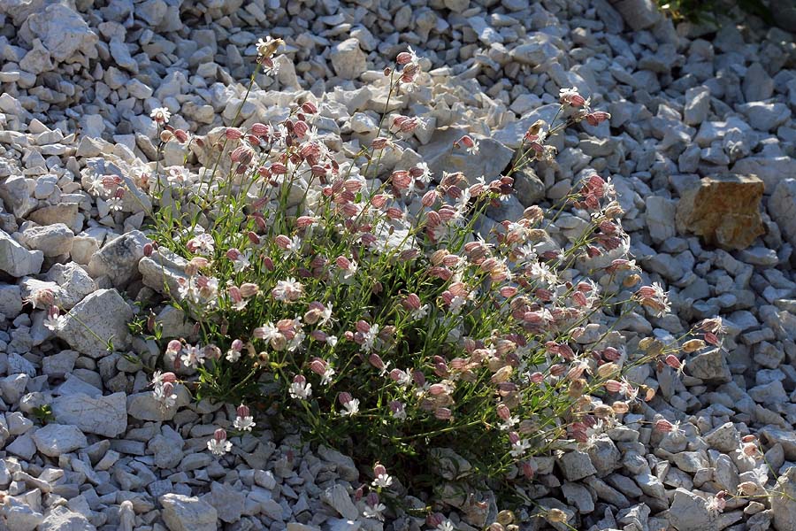 Meliščna pokalica
Meliščna pokalica ob poti na Bogatinsko sedlo
Ključne besede: meliščna pokalica silene vulgaris glareosa