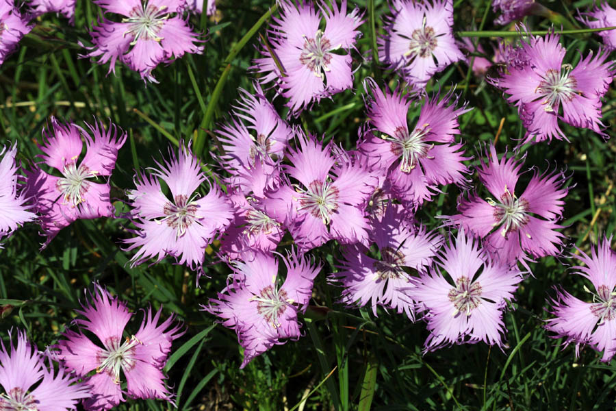 Sternbergov klinček
Po teh cvetovih diši vsa pot s planine Na Kraju do Bogatinskega sedla.
Ključne besede: sternbergov klinček dianthus sternbergii