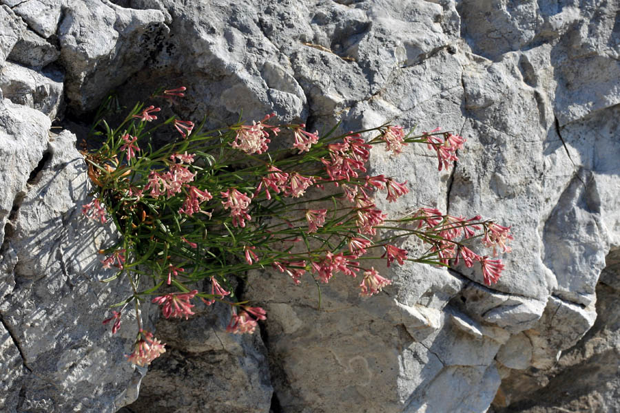 Dolgocvetna perla
Dolgocvetna perla ob poti na Lanževico
Ključne besede: dolgocvetna perla asperula aristata