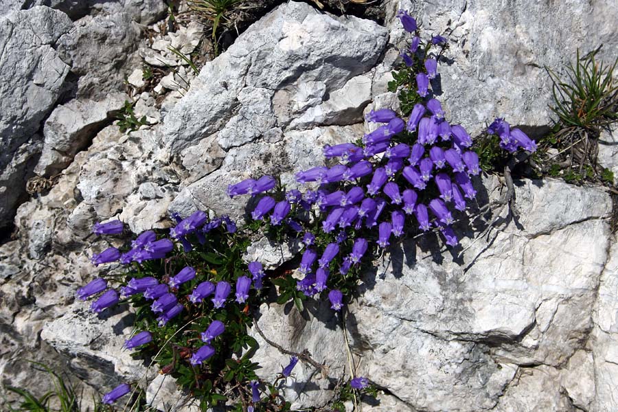 Zvončice
Pa še malo večji šop, tudi pod Lanževico.
Ključne besede: zoisova zvončica campanula zoysii