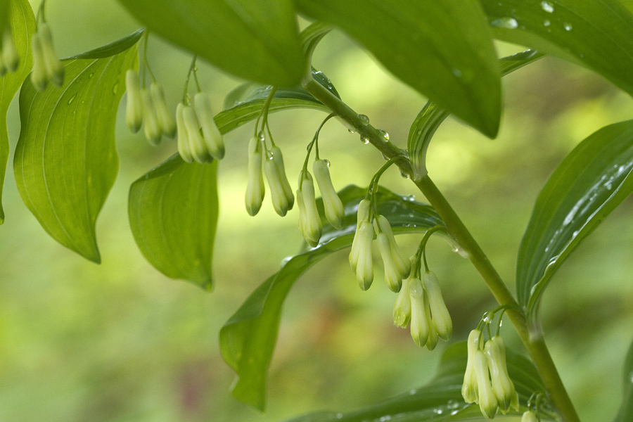 Mnogocvetni salomonov pečat
Vse več je tudi mnogocvetnega salomonovega pečata.
Ključne besede: mnogocvetni salomonov pečat polygonatum multiflorum