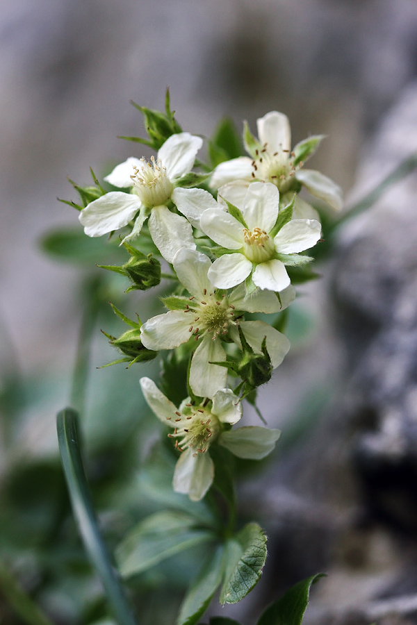 Predalpski petoprstnik
Predalpski petoprstnik ob poti na Komno
Ključne besede: predalpski petoprstnik potentilla caulescens