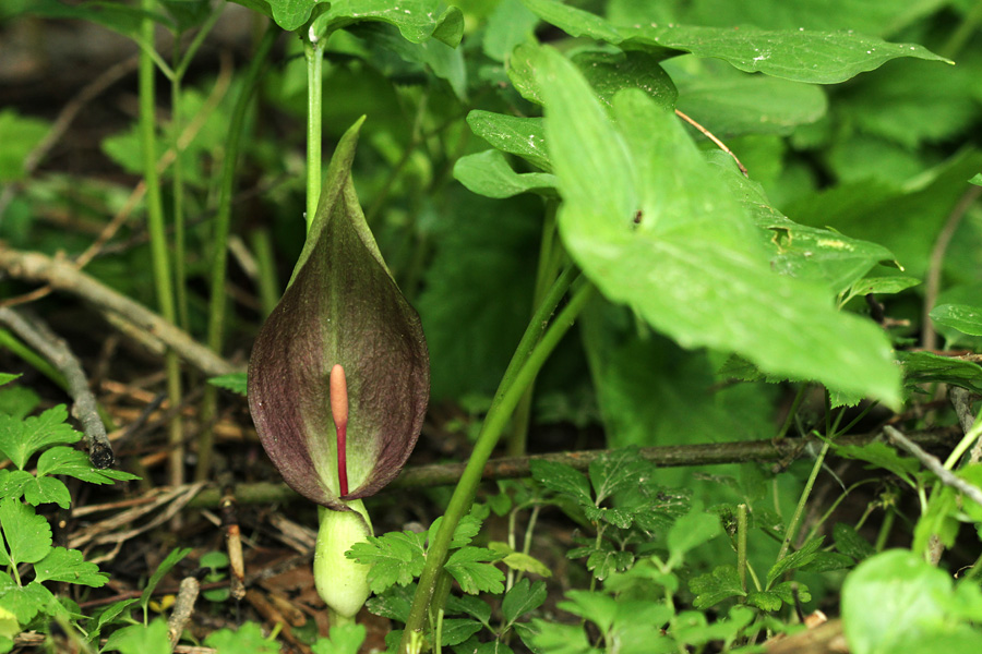 Pegasti kačnik
Pegasti kačnik ob reki Savi.
Ključne besede: pegasti kačnik arum maculatum