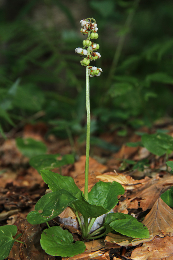 Okroglolistna zelenka
Tudi okroglolistne zelenke bodo počasi odcvetele. Žagarjev graben.
Ključne besede: okroglolistna zelenka pyrola rotundifolia