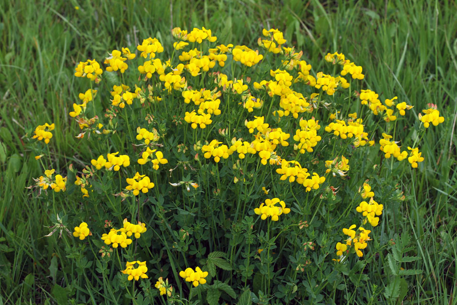 Navadna nokota
Na Ravnah v Bohinju.
Ključne besede: navadna nokota lotus corniculatus