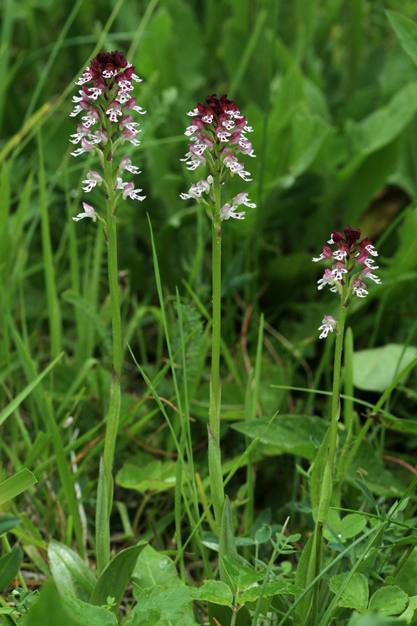 Pikastocvetna kukavica
Pikastocvetnih kukavic v Bohinju ni veliko. Je pa zanimivo, da večkrat najdemo po tri primerke skupaj. Ravne v Bohinju.
Ključne besede: pikastocvetna kukavica orchis ustulata