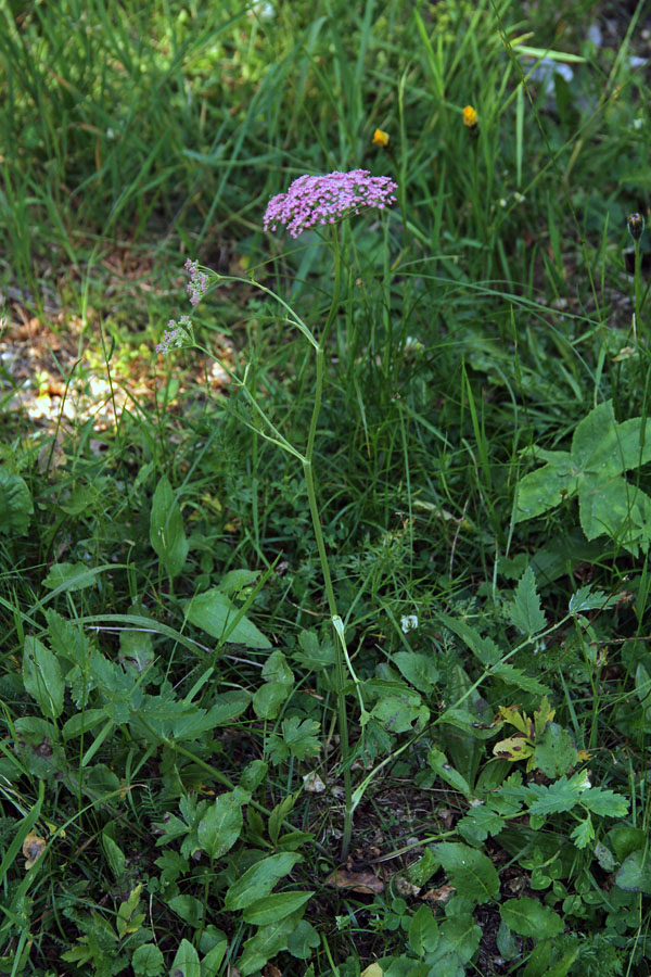 Veliki bedrenec
Veliki bedrenec pod Koblo.
Ključne besede: veliki bedrenec pimpinella major subsp. rubra