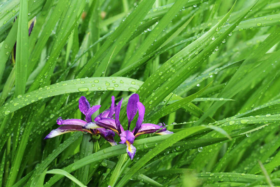 Perunike v dežju
Travnolistne perunike v dežju. Ravne v Bohinju.
Ključne besede: travnolistna perunika iris graminea