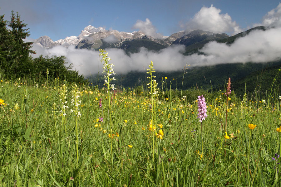 Travniki na Kobli II.
Travnik kjer je veliko dvolistnega vimenjaka. Zadaj je Triglav, ki ima nekaj novega snega.
Ključne besede: dvolistni vimenjak platanthera bifolia