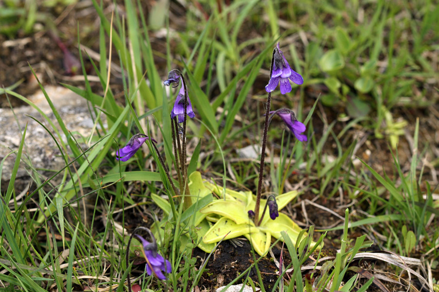 Navadna mastnica
Navadna mastnica.
Ključne besede: navadna mastnica pinguicula vulgaris