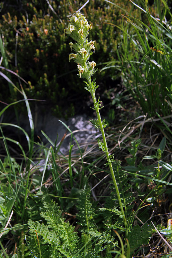 Julijski ušivec
Julijski ušivec pod Črno prstjo.
Ključne besede: julijski ušivec pedicularis elongata subsp. julica