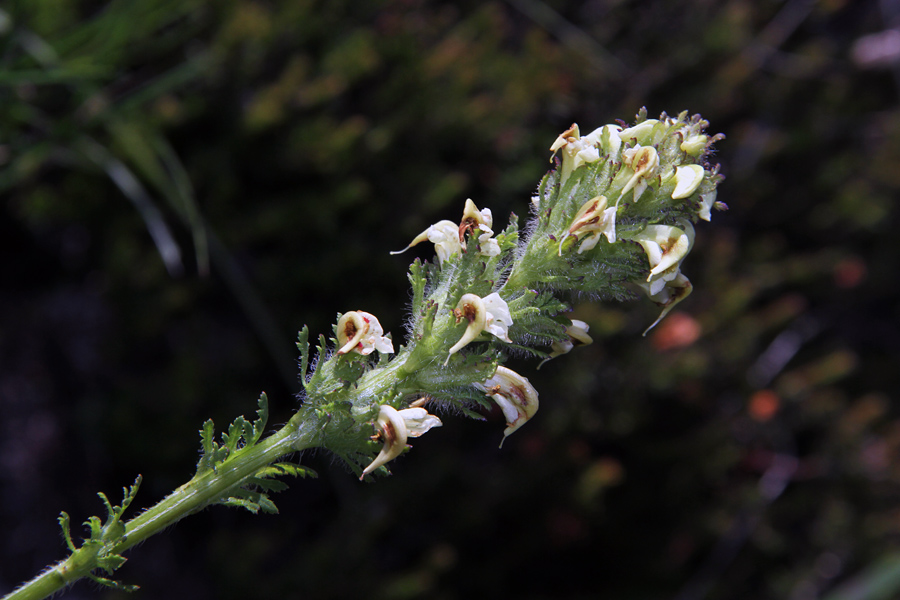 Julijski ušivec
Julijski ušivec na svojem klasičnem rastišču pod Črno prstjo.
Ključne besede: julijski ušivec pedicularis elongata subsp. julica