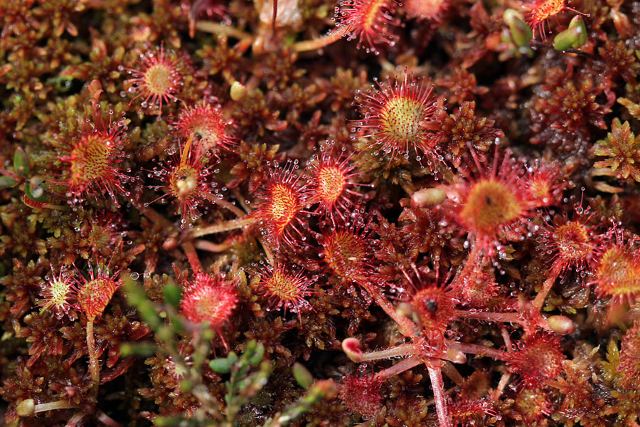 Rosike
Številne rosike ob barju Za Blatom na Jelovici.
Ključne besede: okroglolistna rosika drosera rotundifolia