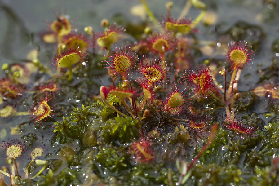 Rosike v vodi
Rosike v barju Za Blatom na Jelovici.
Ključne besede: okroglolistna rosika drosera rotundifolia