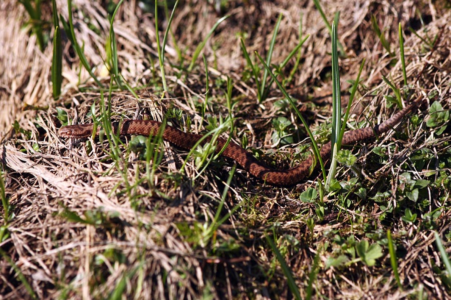 Mali gad
Očitno še mladič (dolg približno 20cm). Na Črni gori.
Ključne besede: gad vipera berus