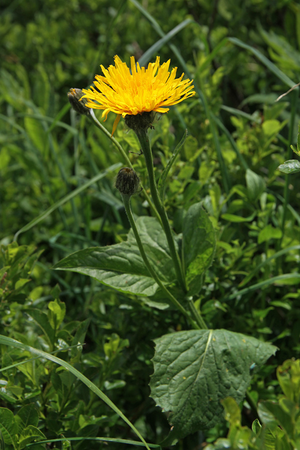 Gorski dimek
Po vsej verjetnosti gre za gorski dimek. Moti to, da ima tri cvetove. Eden je že razcvetel, ostala dva pa sta še v popku.
Ključne besede: gorski dimek crepis bocconi