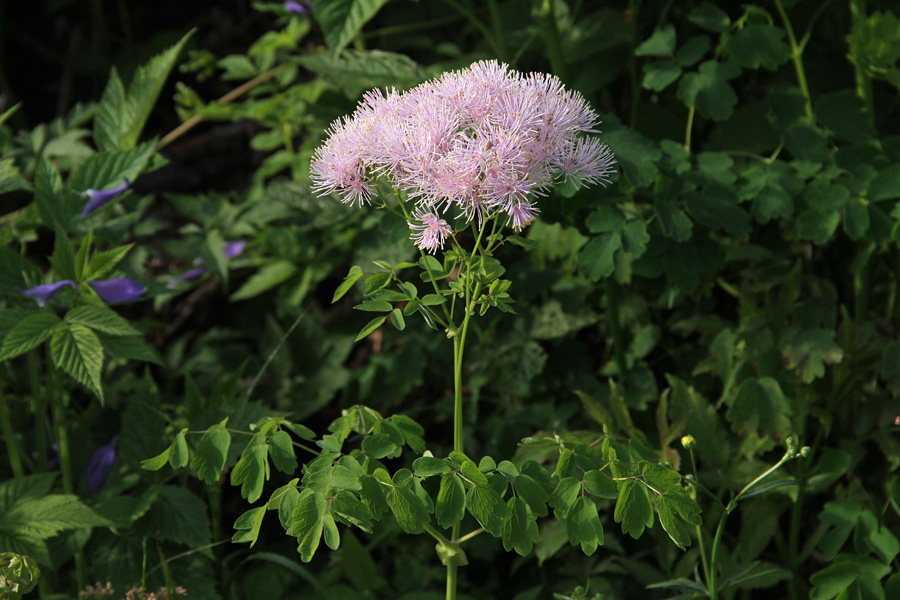 Talin ali vetrovka
Talin ali vetrovka na Uskovnici.
Ključne besede: talin vetrovka thalictrum aquilegifolium