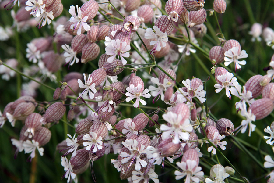 Pokalica
Cvetovi pokalice. Uskovnica.
Ključne besede: pokalica silene vulgaris