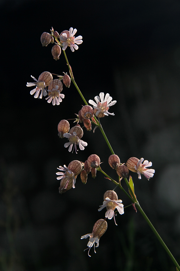 Pokalica
Pokalica v proti svetlobi.
Ključne besede: pokalica silene vulgaris