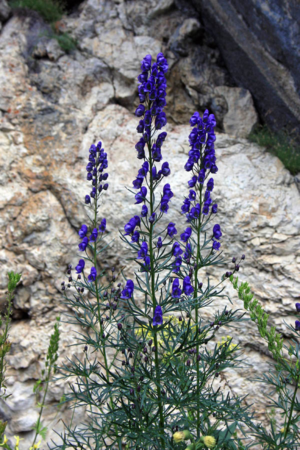 Ozkolistne preobjede
Ozkolistne preobjede ob Črnem jezeru.
Ključne besede: ozkolistna preobjeda aconitum angustifolium