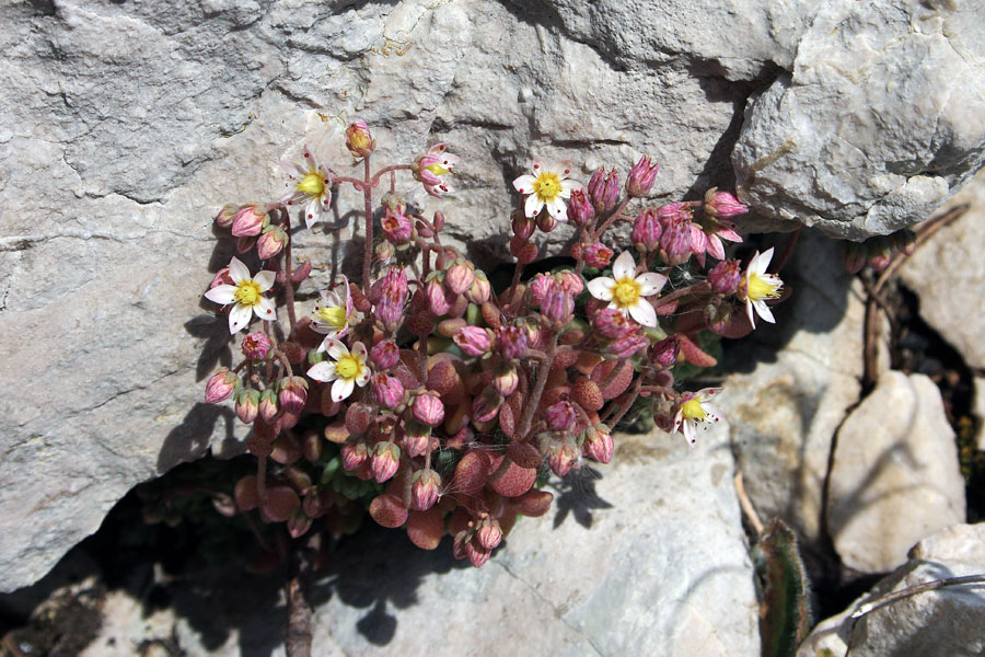 Dlakavolistna homulica
Dlakavolistna homulica v skalni razpoki na Orliču.
Ključne besede: dlakavolistna homulica sedum dasyphyllum