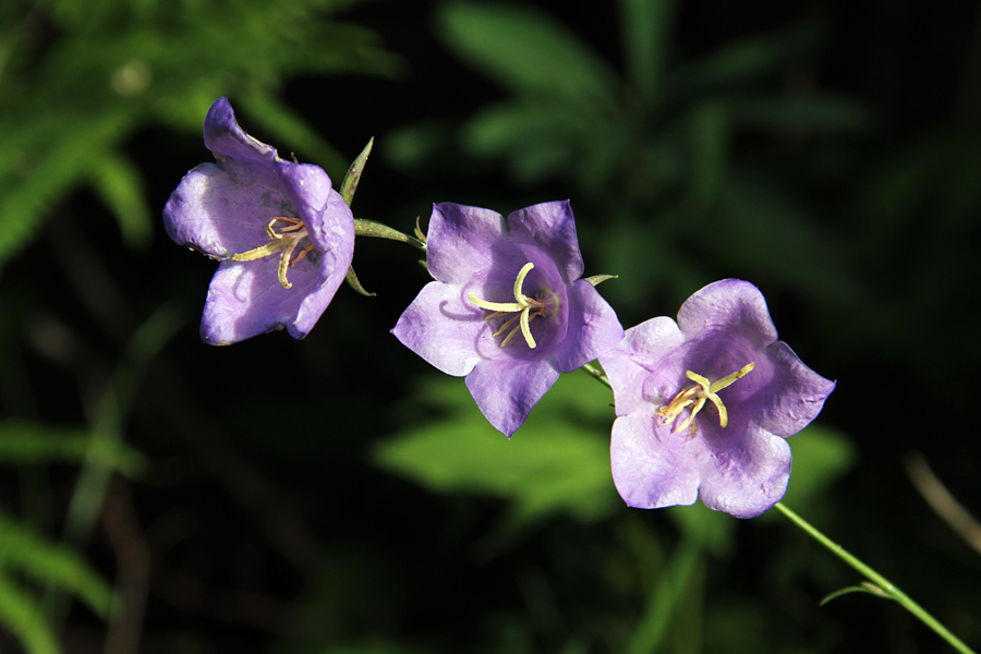 Breskovolistna zvončica
To zvončico je g. Igor Dakskobler opazil kar iz avtomobila. Jaz jo v Bohinju še nisem videl.
Ključne besede: breskovolistna zvončica campanula persicifolia