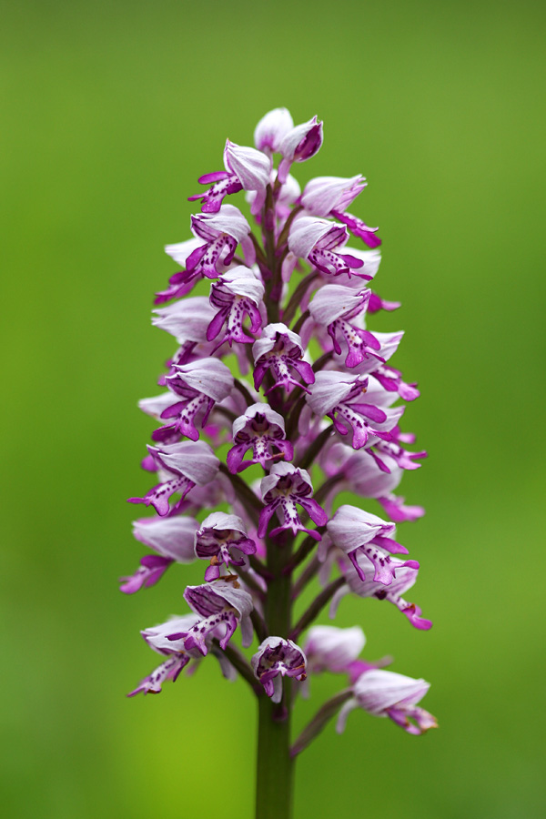 Čeladasta  kukavica
Čeladasta  kukavica.
Ključne besede: čeladasta  kukavica  orchis  militaris