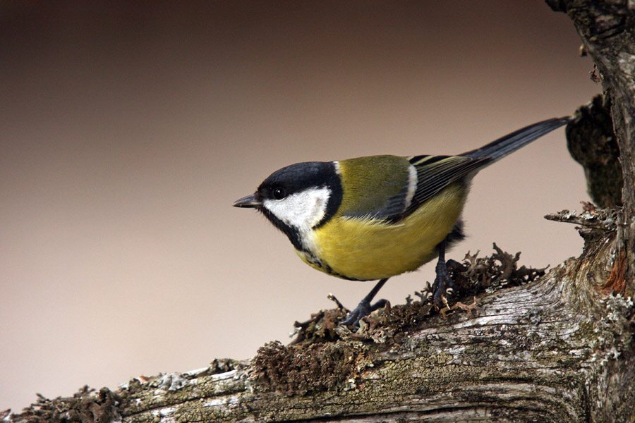 Še ena sinička
Še ena od mnogih sinic na našem vrtu.
Ključne besede: sinica parus major