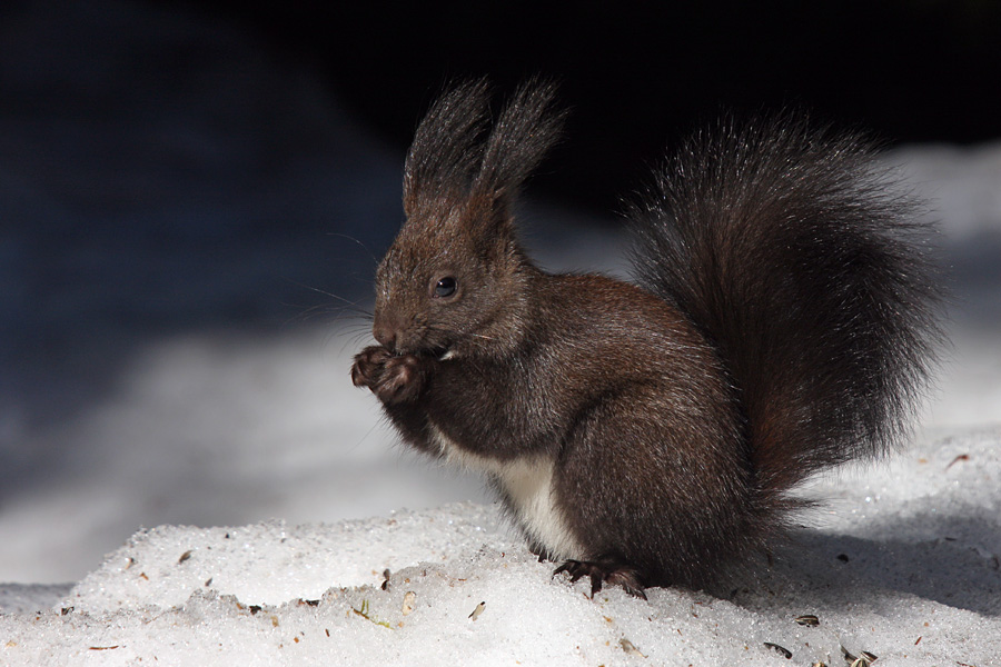 Veverica
Na Pokljuki. 
Ključne besede: veverica sciurus vulgaris