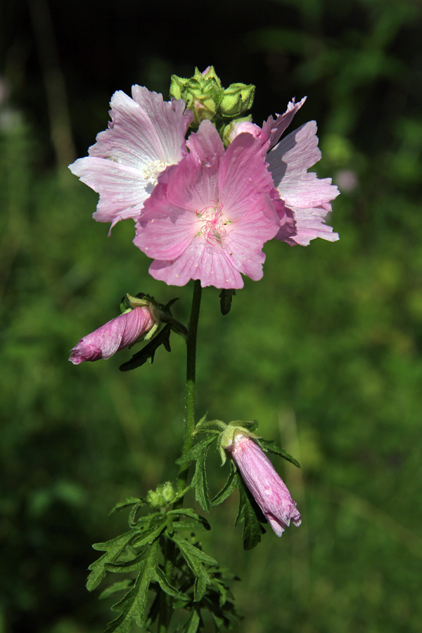 Ostrolistni slezenovec
Ostrolistni slezenovec pod Studorjem.
Ključne besede: ostrolistni slezenovec malva alcea