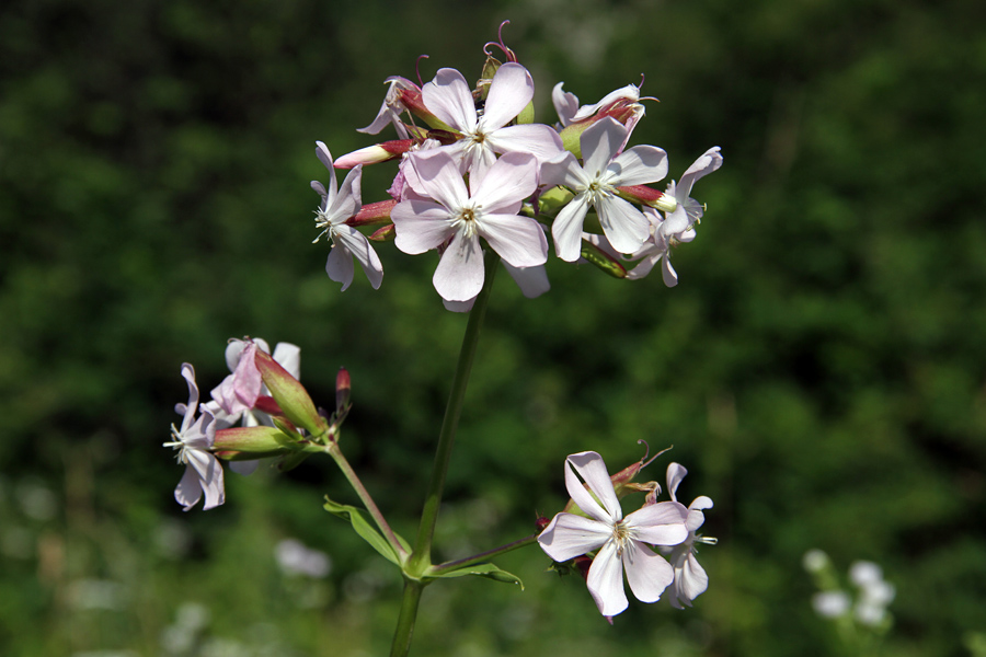 Navadna milnica
Navadna milnica pod Studorjem.
Ključne besede: navadna milnica saponaria officinalis